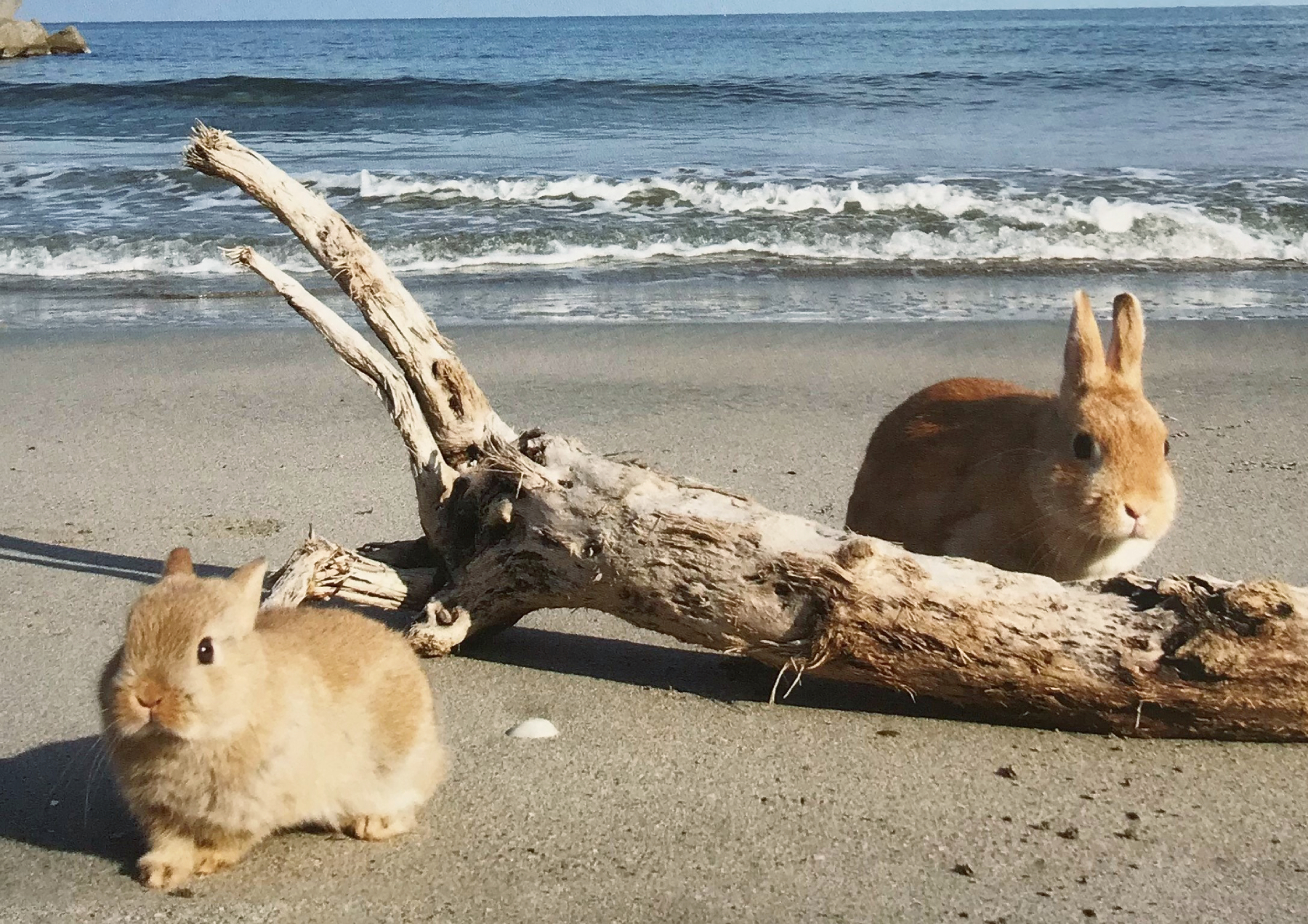 能登半島 うさぎの楽園の後継者を募集 ニホン継業バンク
