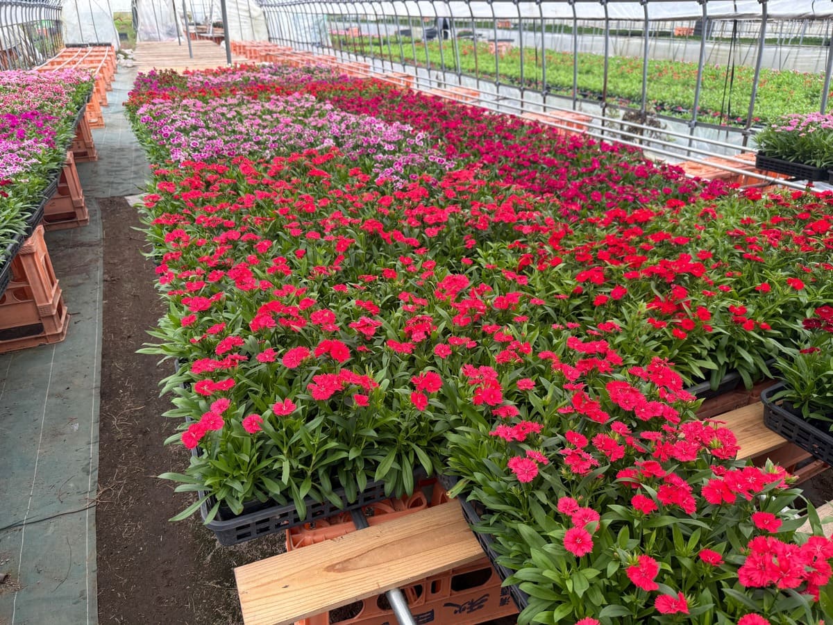 ニホン継業バンク 土づくりから始まる花への想い、地域唯一の花卉農家